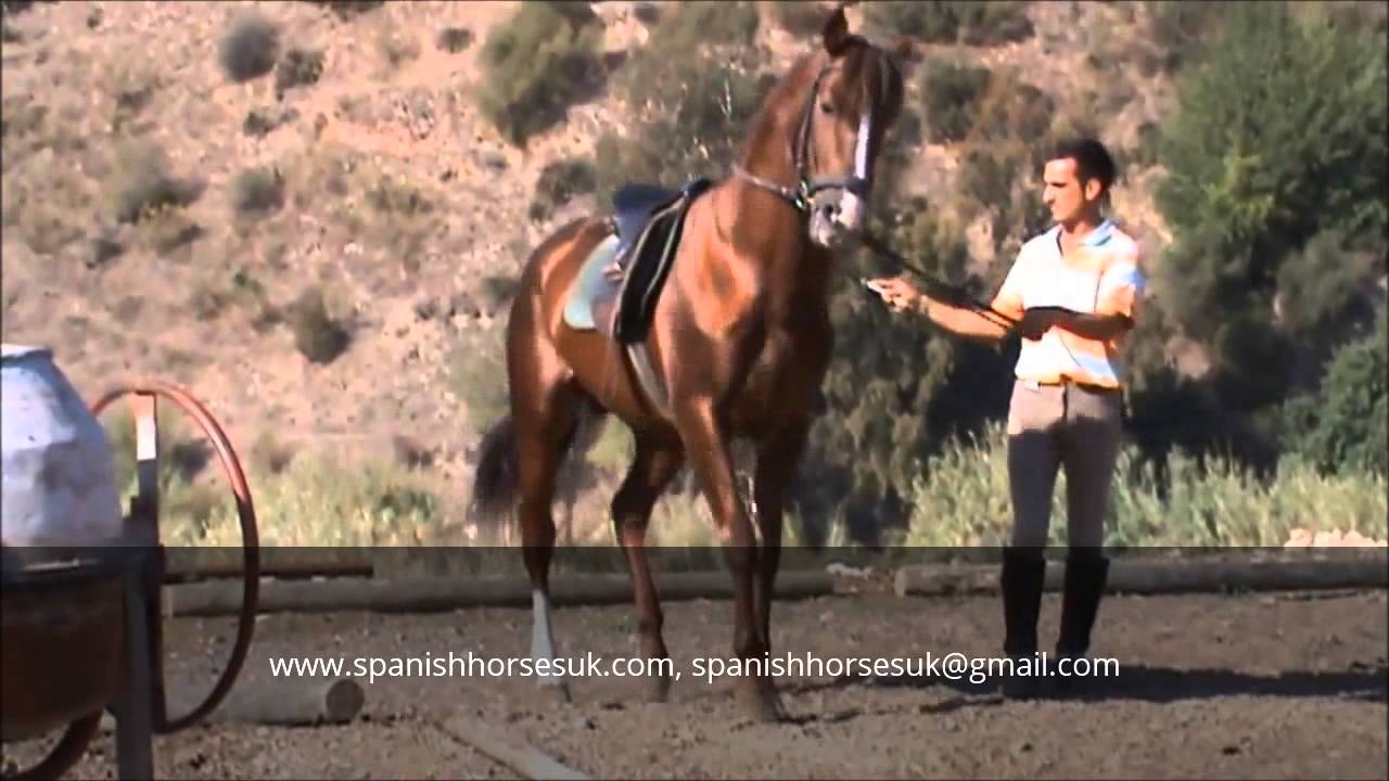 PAL - High School Stallion