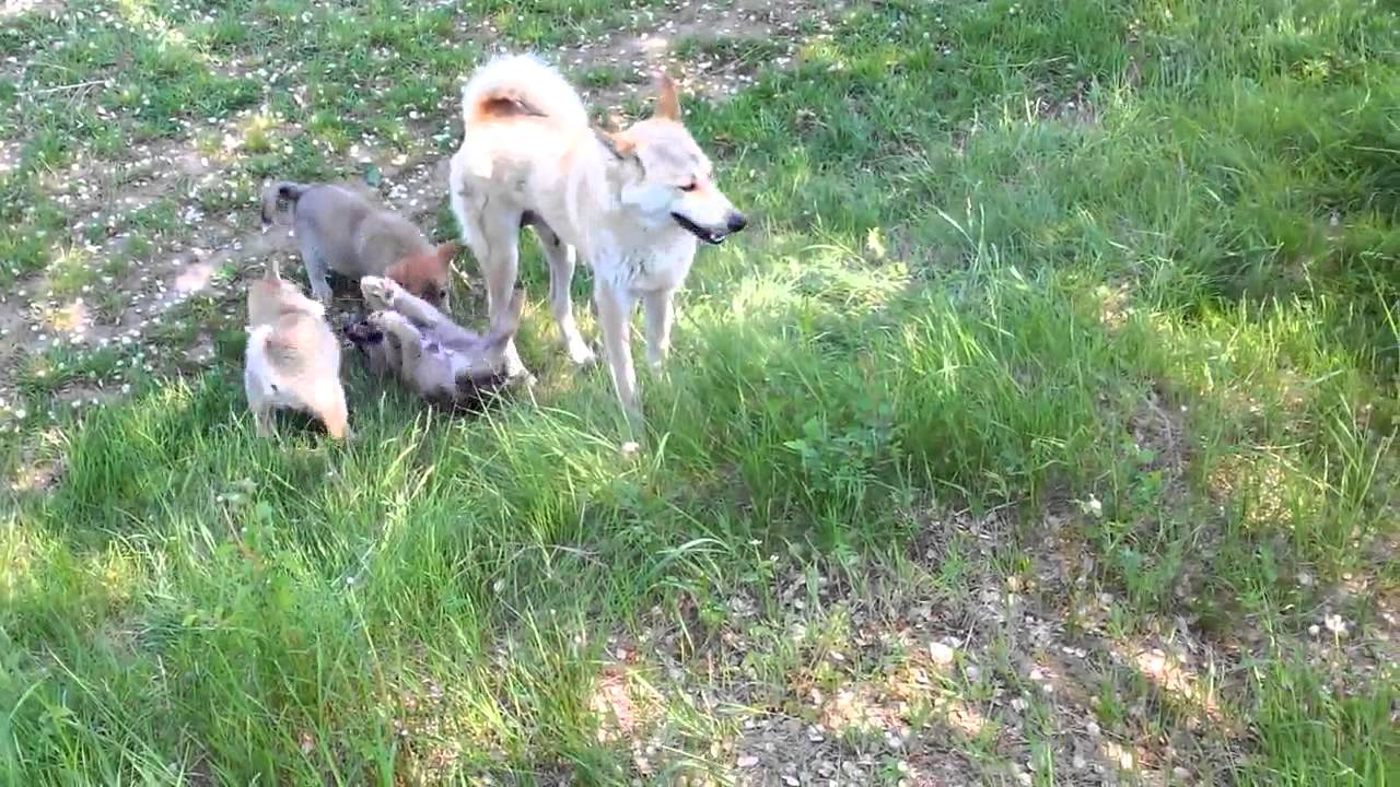 Западно-Сибирская Лайка ЗСЛ - 1