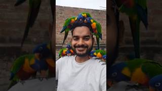 parrot talking with me 😂😁😁 #shorts #parrot #effects #magic #youtubeshorts #funny #animatedwings