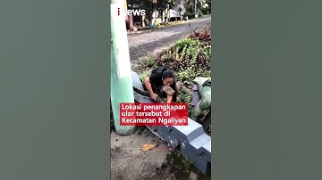 Emak-emak Nekat Tangkap Ular! #shorts #viral