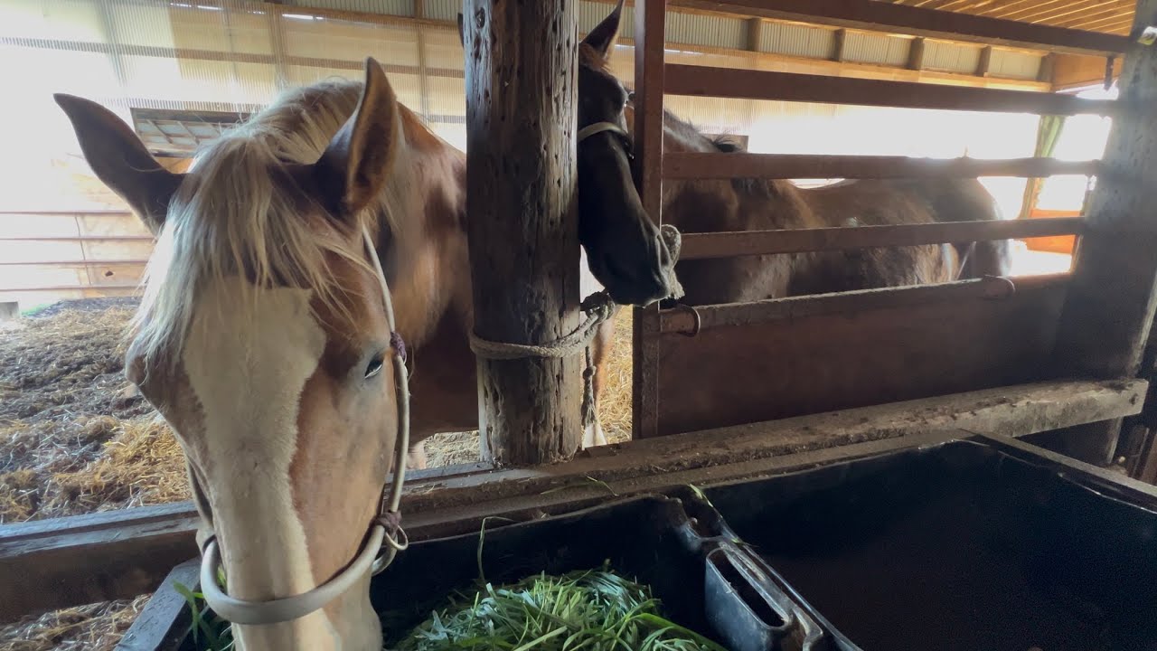 【ばんえい】無謀な隙間から草を食べようとする一歳馬