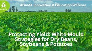 Protecting Yield White Mould Strategies for Dry beans, Soybeans & Potatoes Webinar