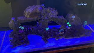 The 4 Month Red Sea Nano Xxl Update Resimi