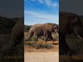 ELEPHANT WALKING COOL 🐘🐘🐘🐘