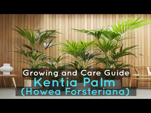วีดีโอ: Kentia Palm Growing – การดูแลต้นปาล์ม Kentia ในบ้าน
