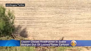 Coyote Chases Roadrunner In Scene Straight Out Of Looney Tunes Cartoon