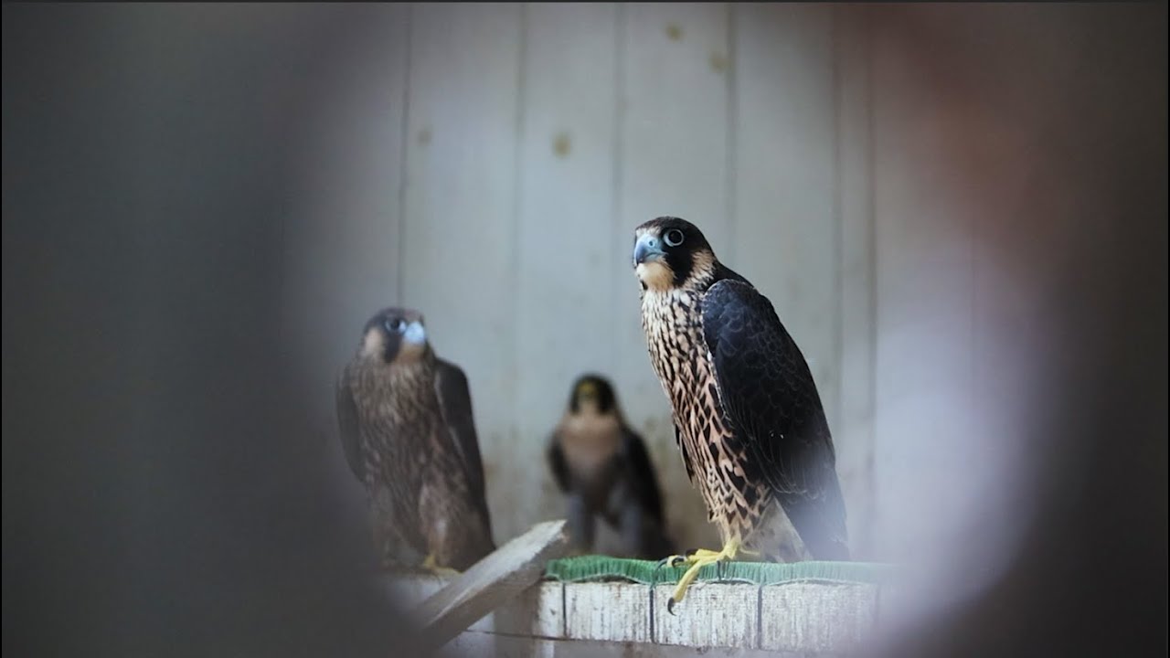 The Capture of a Young Falcon in Austria. -A Day to Remember-