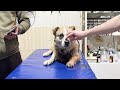 K9 Global Rescue Vets Feed Tigers & 30 Pekingese in Ukraine!