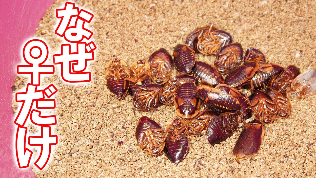 メスだけが死んでしまう デュビアのケージを1か月ぶりに掃除しました Youtube