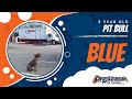 3 year old Pit Bull Blue l Aggressive behavior program l Reliable obedience training 3 year old Pit Bull Blue l Aggressive behavior program l Reliable obedience training