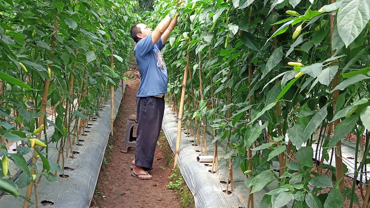 Pohon Cabe Ini Tingginya Hingga 2.5 Meter, Apa Rahasianya?