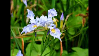 Chasing Wildflowers and Hiking in Calistoga