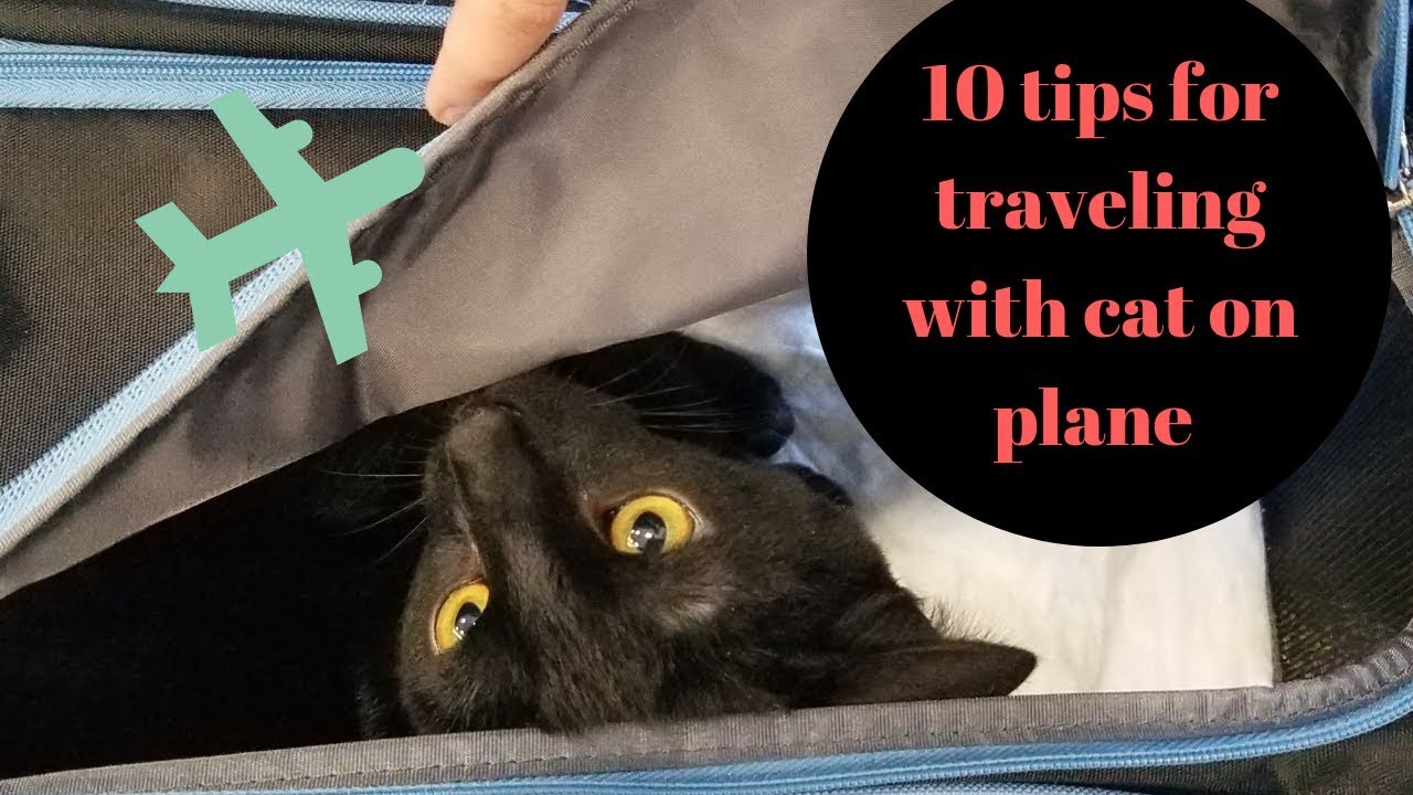 travel on plane with cat