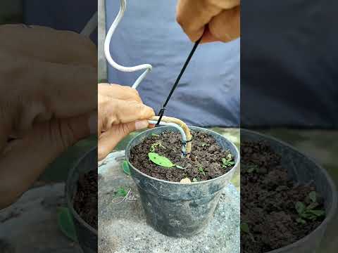 Trying to Learn to bend safely Ficus  material‼️#asmr #bonsai #bonsaitree #garden #gardening #fruit
