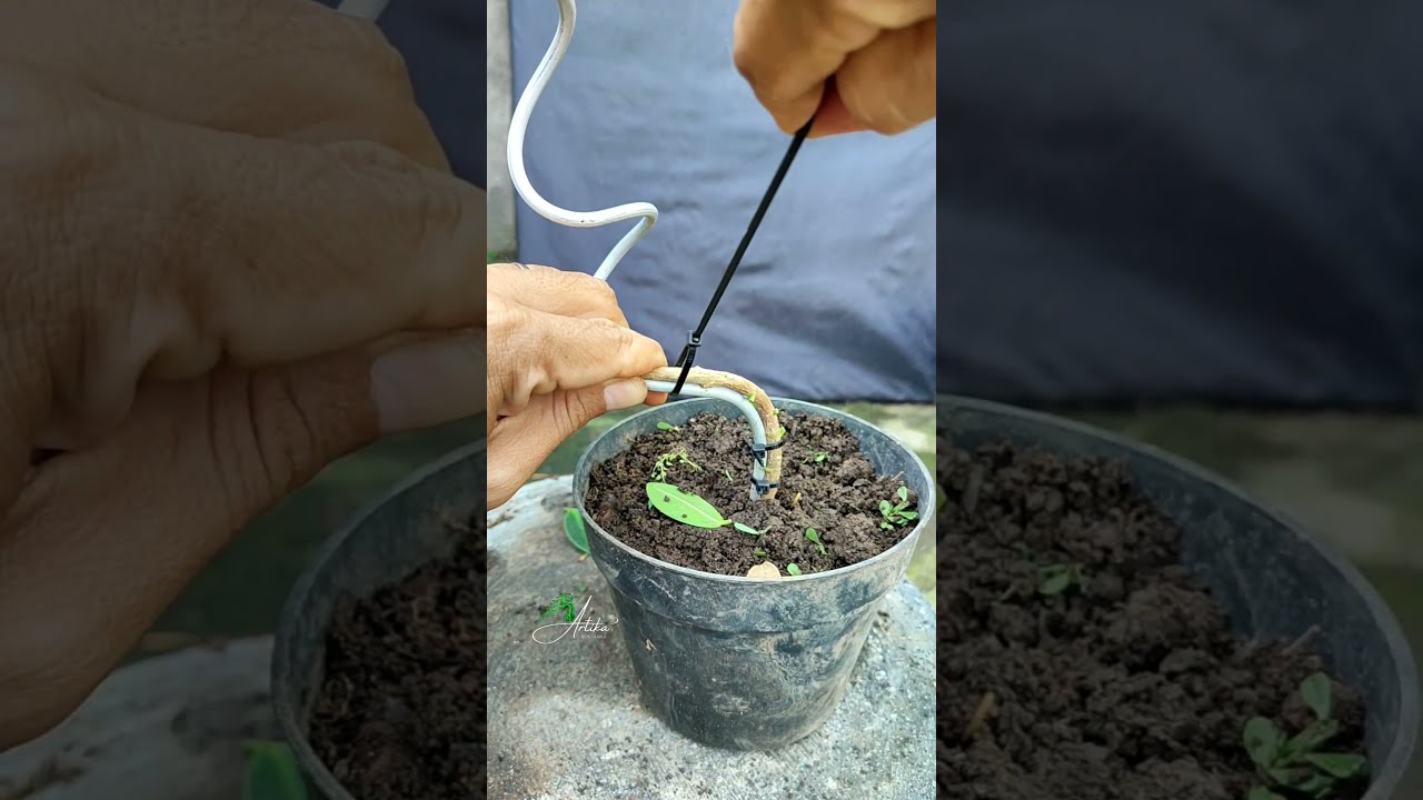 Trying to Learn to bend safely Ficus  material‼️#asmr #bonsai #bonsaitree #garden #gardening #fruit