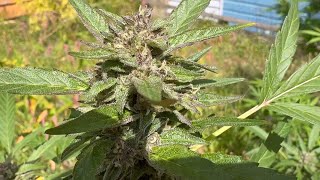 Outdoor Connecticut Sun Grown Seed to Harvest….