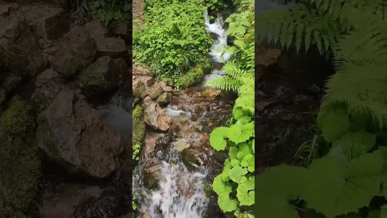 Forrest trucking 🌲⛰️ 