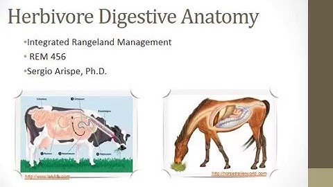 Digestive Anatomy