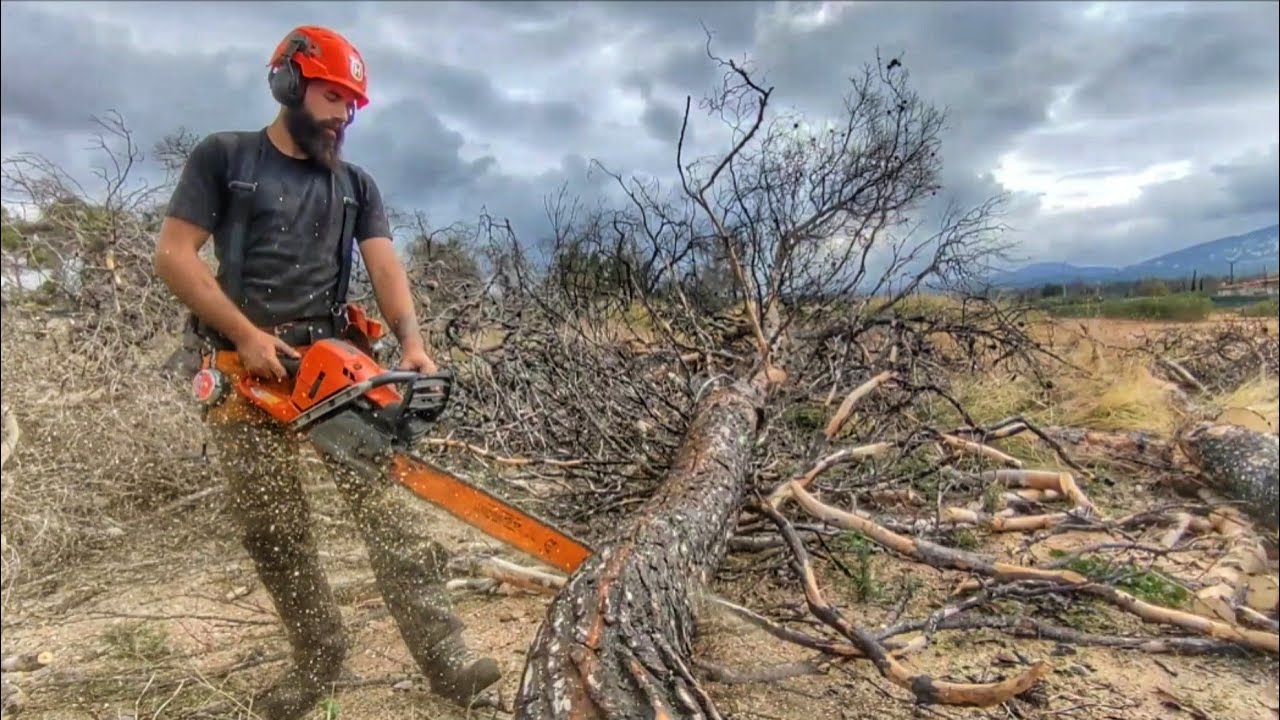 Bucking with chainsaw Husqvarna 572xp & 562xp - Salvage logging ...