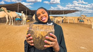 Trying Camel Milk for the First Time in Somalia