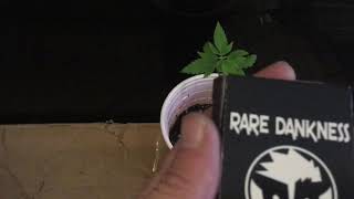 Ghost Train Haze #Raredankness