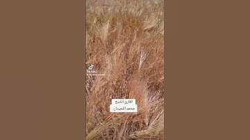 #قرآن #ارح سمعك وقلبك بتلاوة رائعة #اكسبلور #viral #foryou #fyp