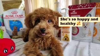 My poodle puppy loves Royal Canin Poodle Puppy Food!