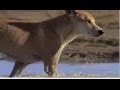 The last of the pure Dingoes | What are dingos?