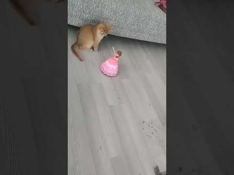 Keşfetbeniöneçıkar Kesfeteyyiz Ytdayibenionecikarnolur Kedishorts Funny Kahvemakinasi 