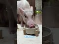 豚のご飯ルーティン【後編】#shorts #豚 #ブタ #piggy #pig