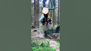 John Deere Harvester Felling & Handling Trees 🌲 Sustainable Forestry in Action