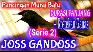 Pancingan Murai Batu GACOR Tembakan Panjang + Kretekan Cocok Untuk Memancing Murai Batu MACET-Seri 2