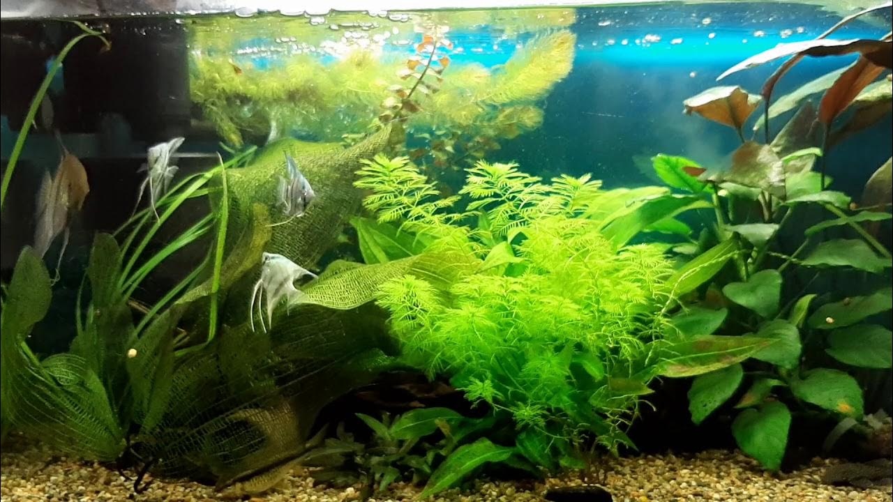 Подмены в аквариуме. Аквариум без рыбок. Аквариум тернеция и неоны. Подмены в аквариуме. Подмена воды в аквариуме.