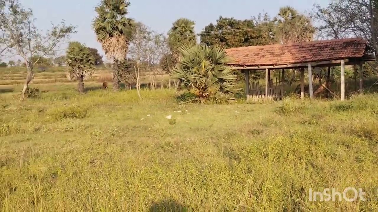 #1ஏக்கர் #விவசாநிலம் #ஈரோடுமாவட்டம்