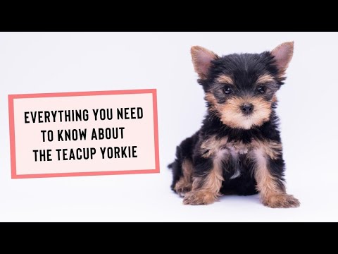 Yorkie Teacups