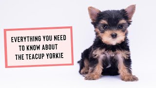 Everything You Need to Know About the Teacup Yorkie