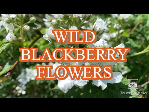 WILD BLACKBERRY FLOWERs