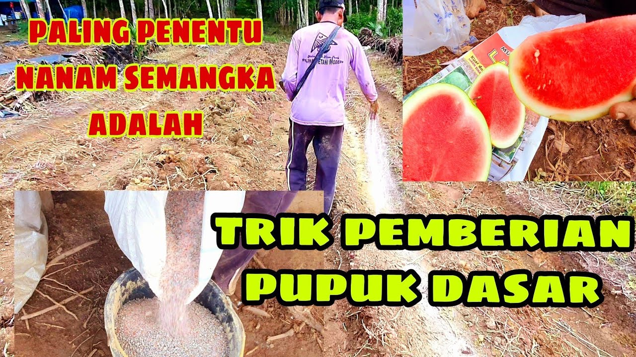 PUPUK DASAR YG PALING COCOK UNTUK PERKEMBANGAN TANAM SEMANGKA NON BIJI/di lahan kering