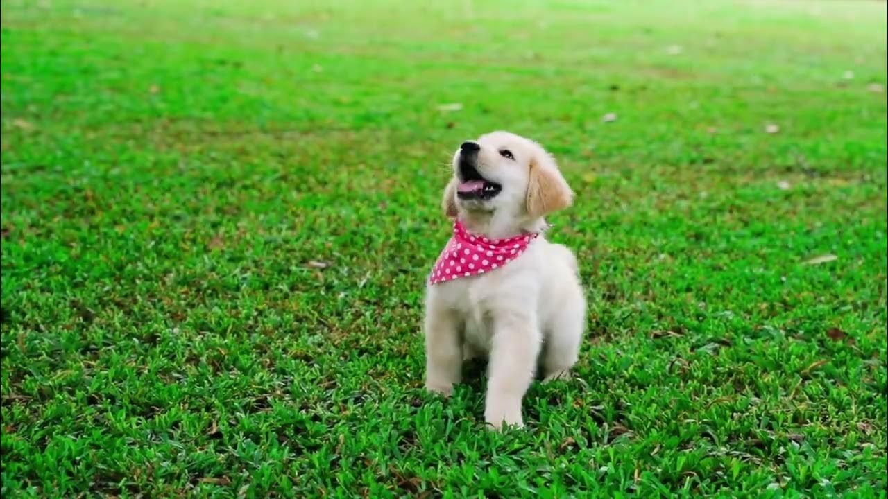 TIPS ON HOW TO MAKE A PUPPY SMELL GOOD YouTube