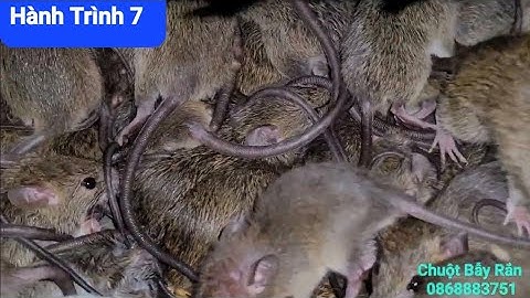 Chuột Bẫy Rắn Đồng Nai 0868883751.