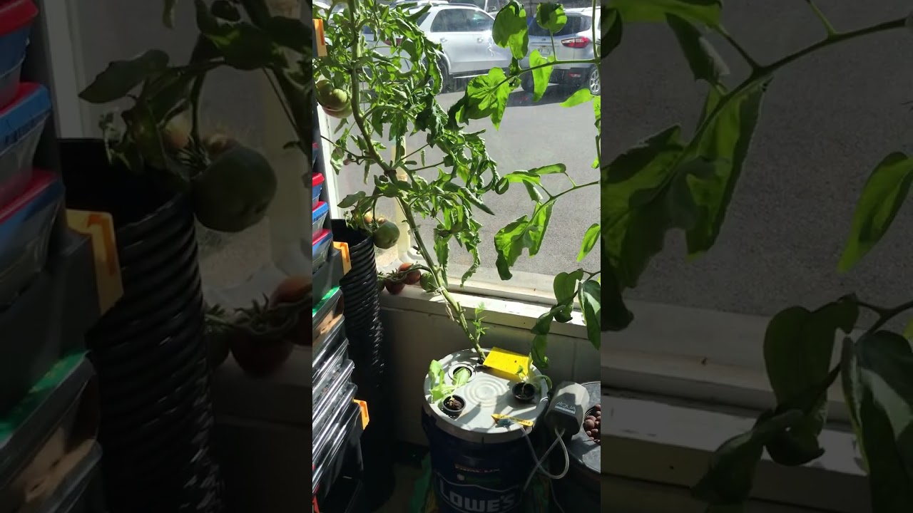 DWC vs. Autopot using Botanicare Cocogrow. Growing heirloom tomatoes part 2