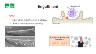 6   3   Lecture 3   Engulfment and degradation 7 56