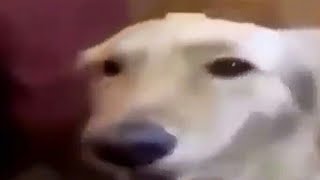 butter dog