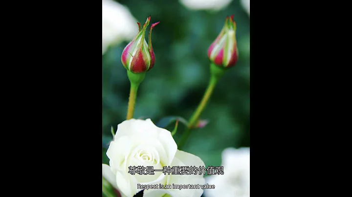7月17日，生日花日簽-白玫瑰(尊敬)#花語#日簽#365天生日花#每日一花#花歷中文名-白玫瑰拉丁學名-Rosa rugosa var門-被子植物門綱-木蘭綱目-薔薇目科-薔薇科屬-薔薇屬 - 天天要聞