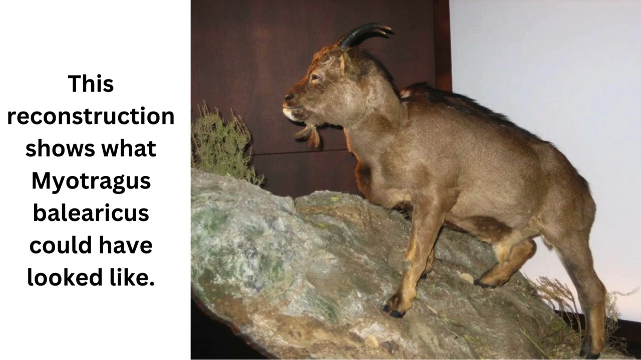 World’s Only Known Cold-Blooded Mammal Lived On An Island And Aged Similar To A Crocodile