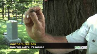 Trees with Don Leopold - northern red oak