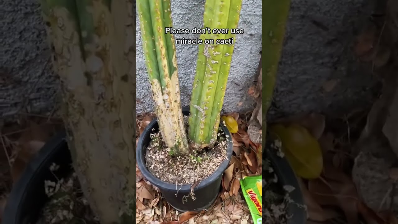 Saving A San Pedro Cactus With Root Rot How To Propagate