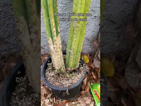 ვიდეო: Cactus Root Root Repair: რა უნდა გავაკეთოთ კაქტუსის ბამბის ფესვის გაფუჭების სიმპტომებისთვის