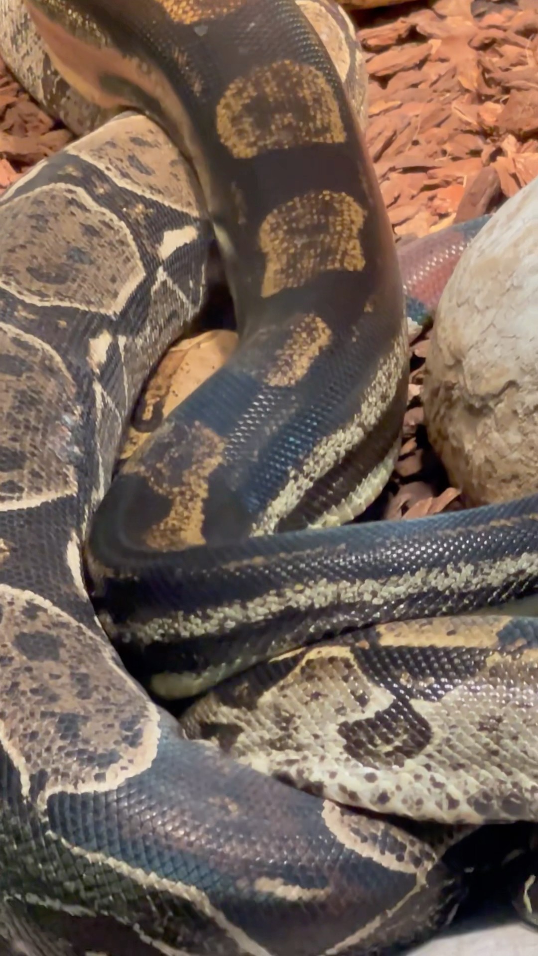Cute Snakes Together