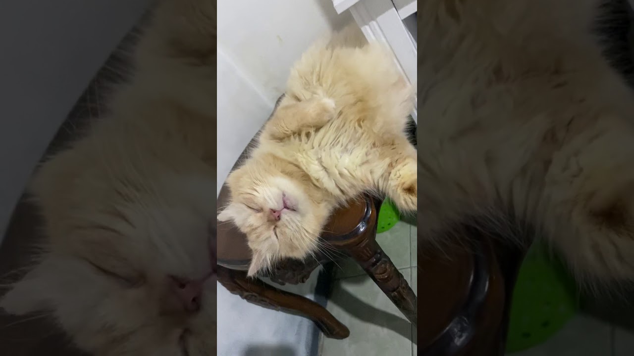  Kucing  Gendut  Tidur Ngecap YouTube